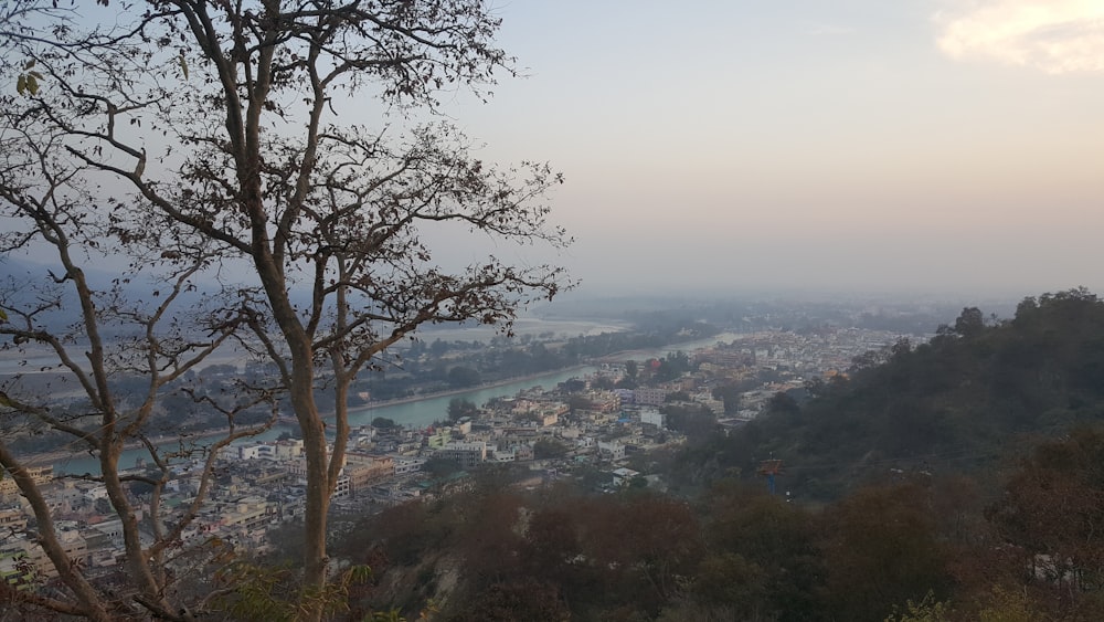 árvore verde perto de edifícios da cidade durante o dia