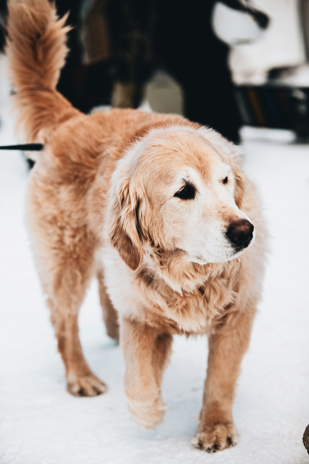 golden retriever puppy on snow covered ground during daytime