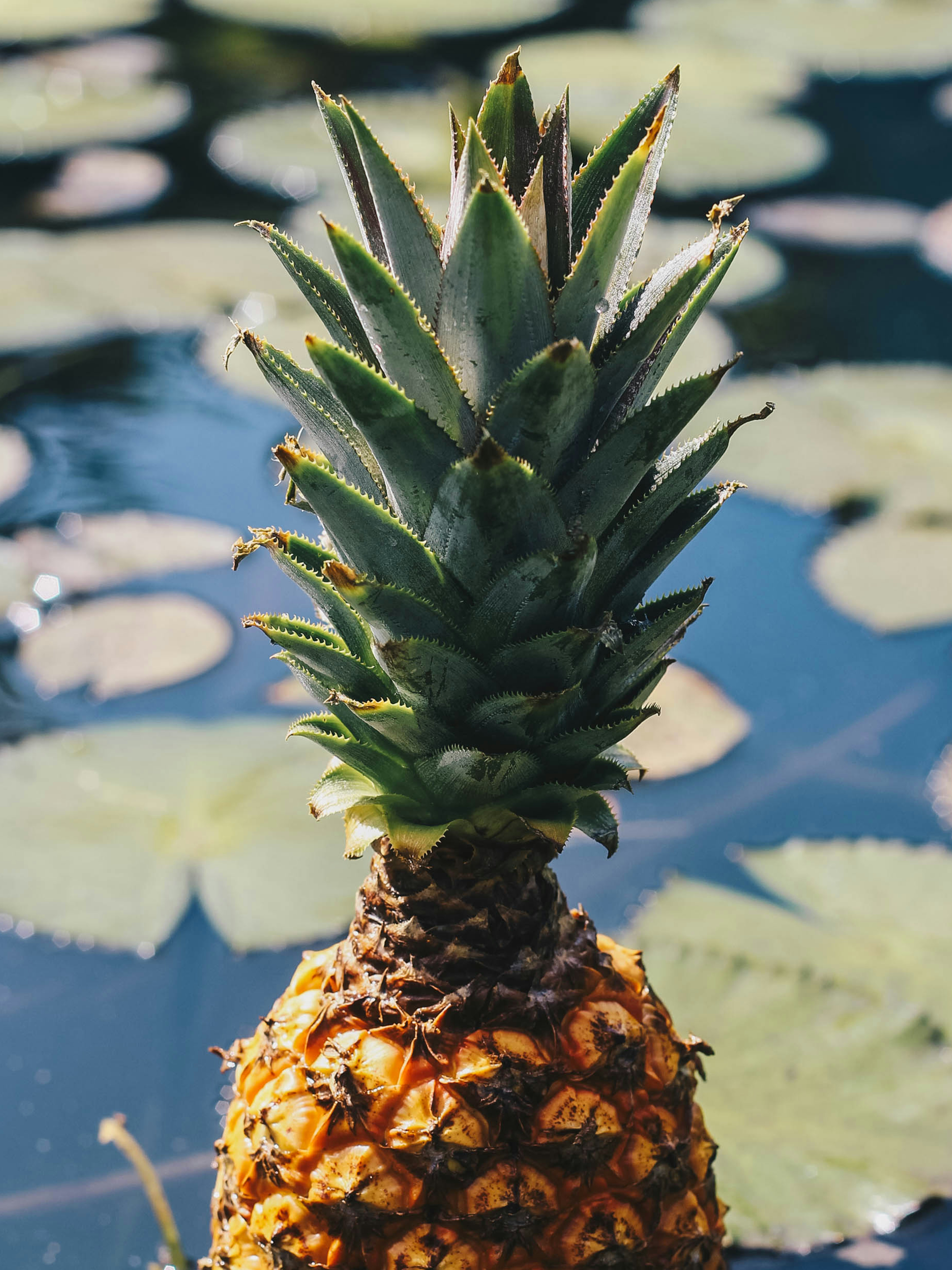 Photo by nathanareboucas