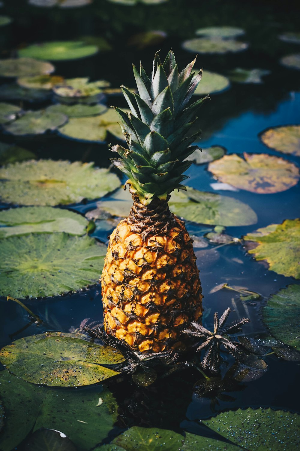 pineapple on water with green leaves
