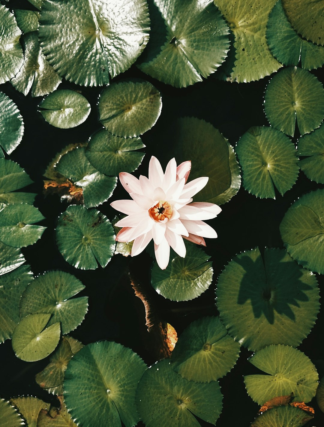 white flower with green leaves