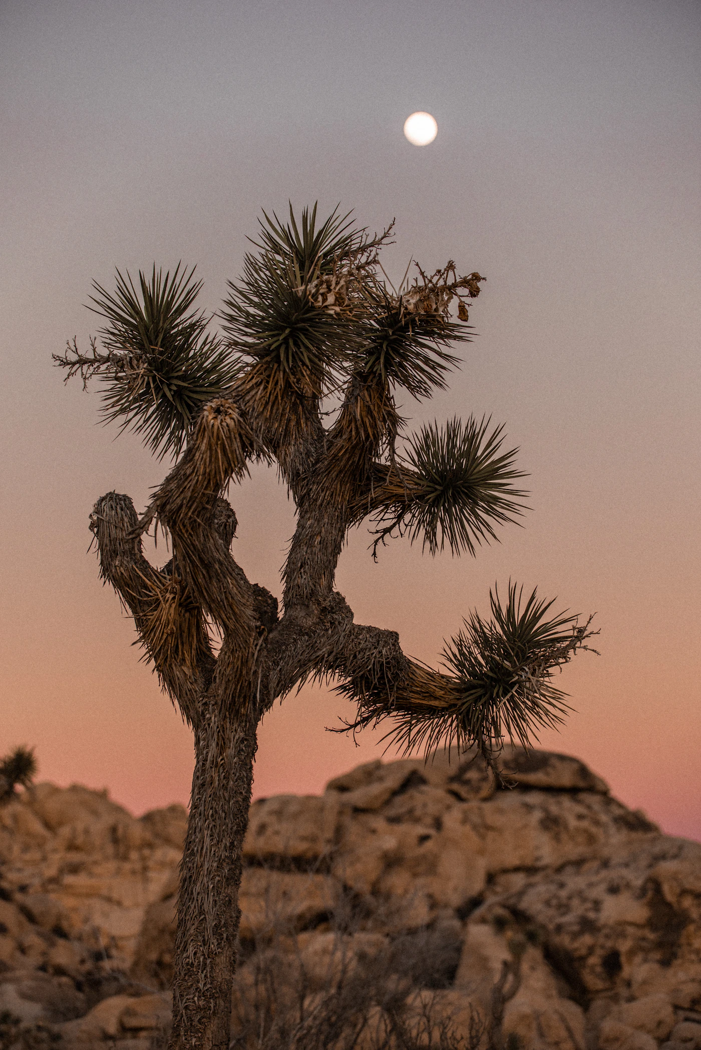 Joshua Tree at sunset in the Mojave Desert, California