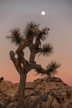 green and brown tree on brown rock