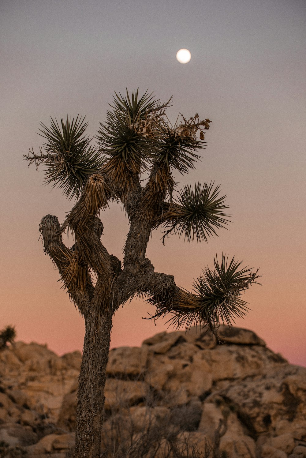 Árbol verde y marrón sobre roca marrón