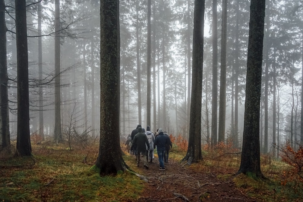 Gente caminando por el bosque durante el día