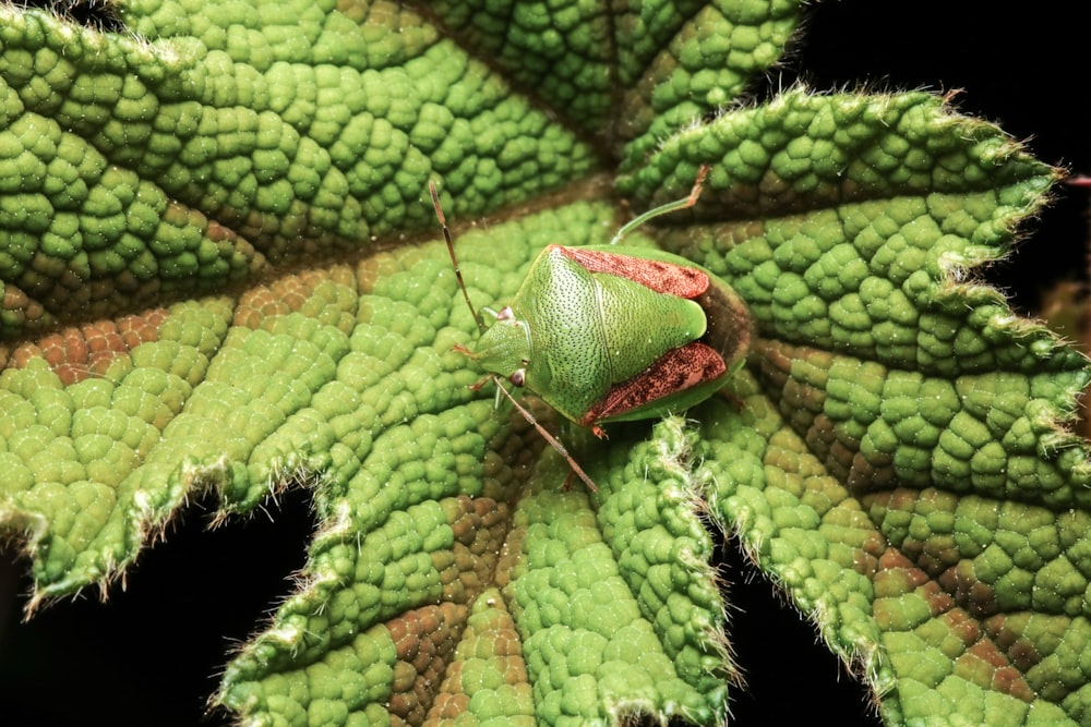 green and brown bug on green leaf