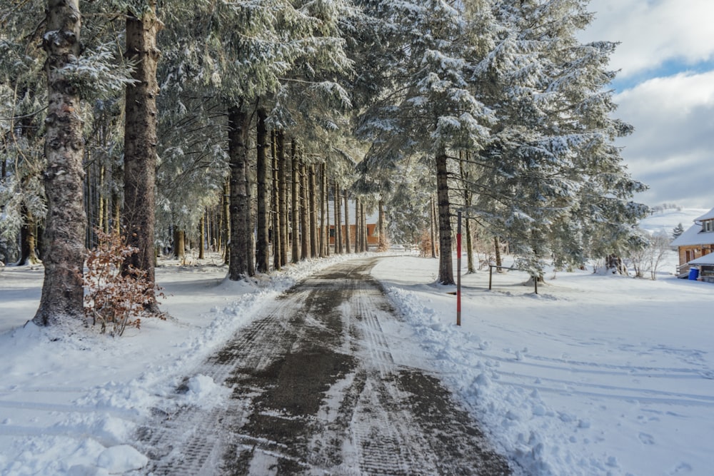 Carretera cubierta de nieve entre árboles durante el día