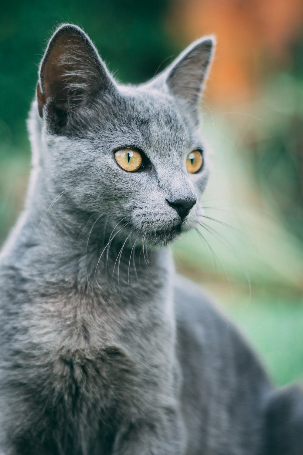 russian blue cat in tilt shift lens