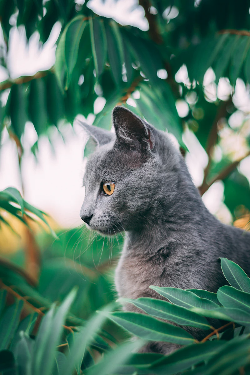 Kulit Buku Misi Mencari Anak Kucing Sahabat yang Hilang