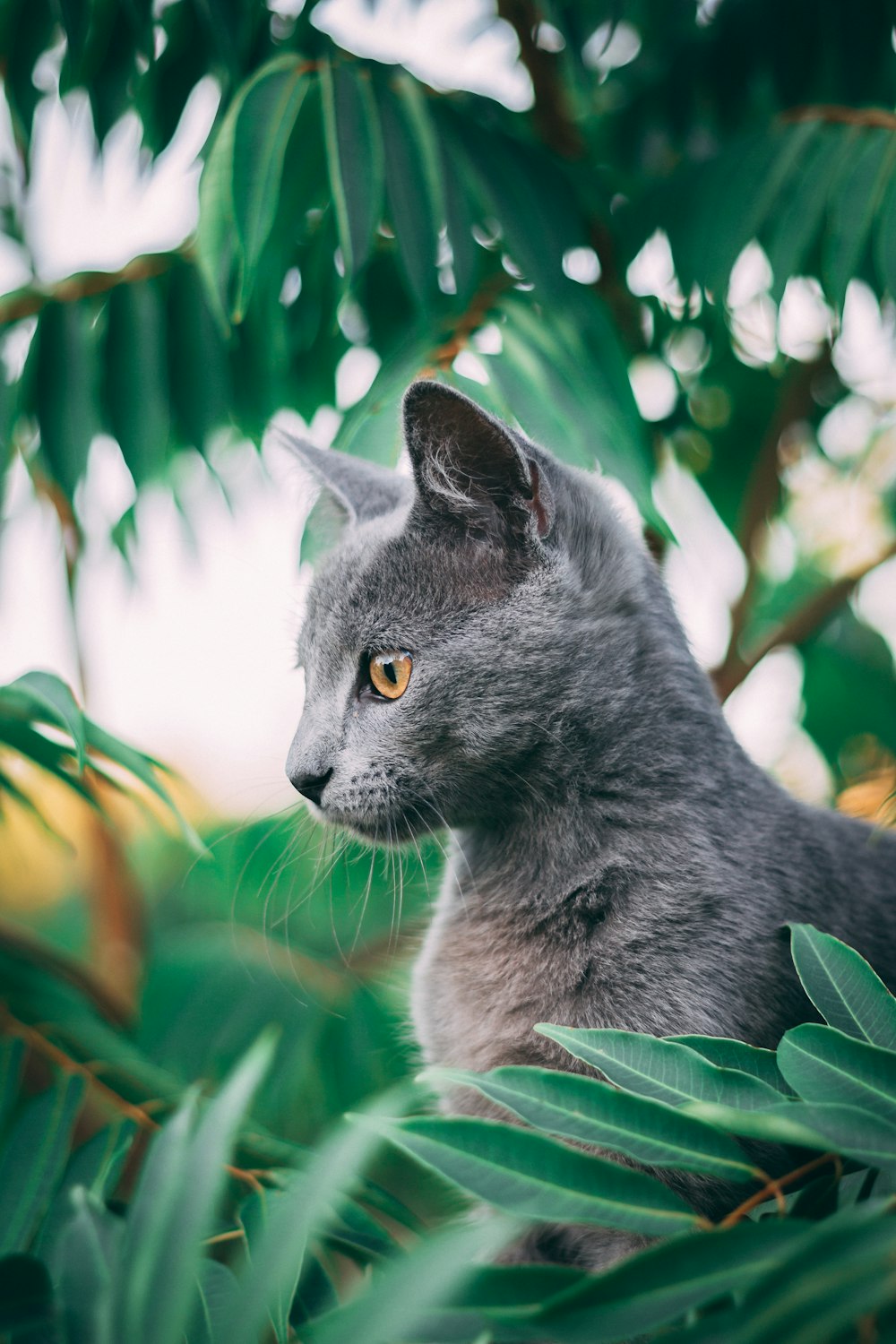 Russischblaue Katze tagsüber auf grünem Gras