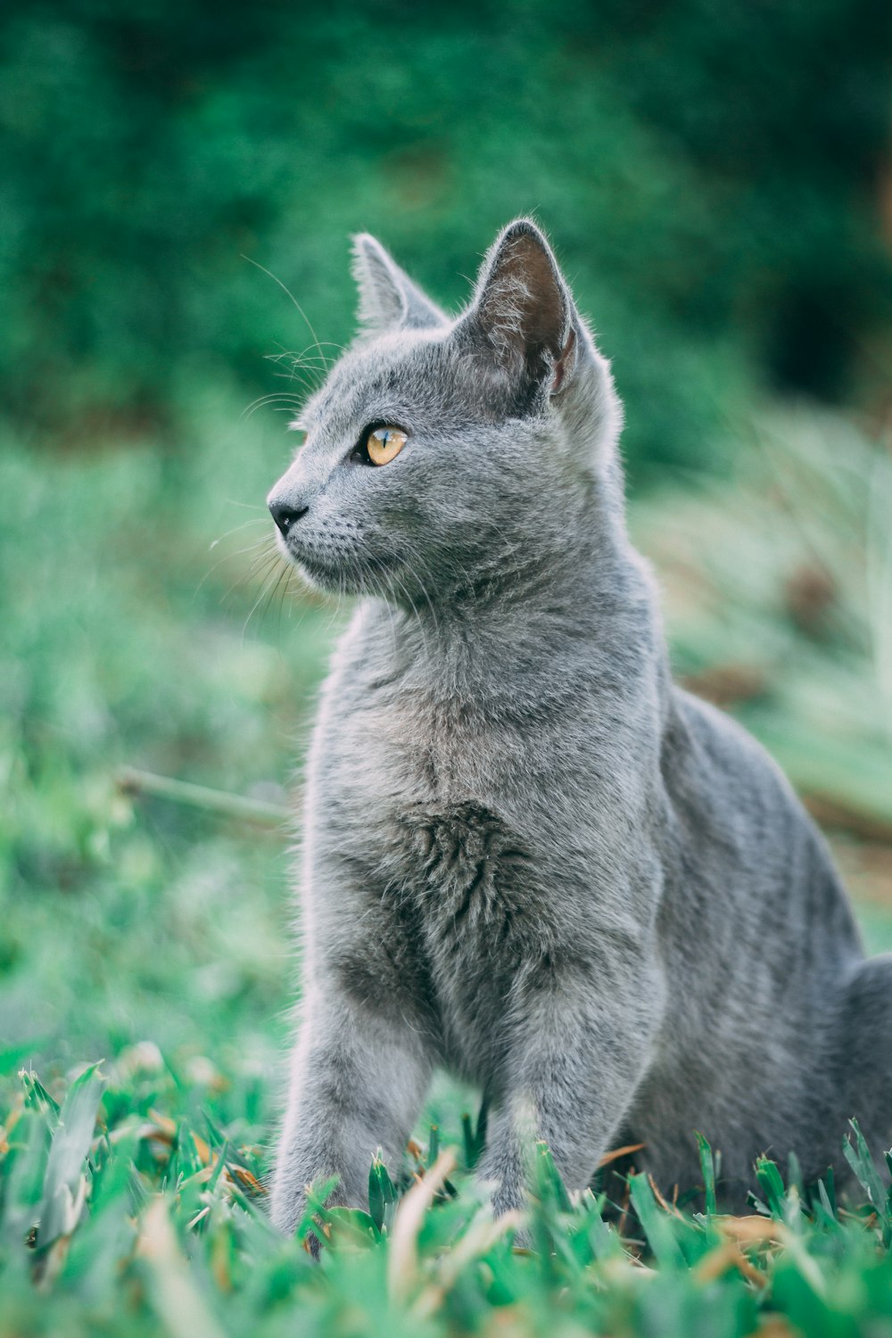 낮 동안 푸른 잔디에 러시아 파란 고양이