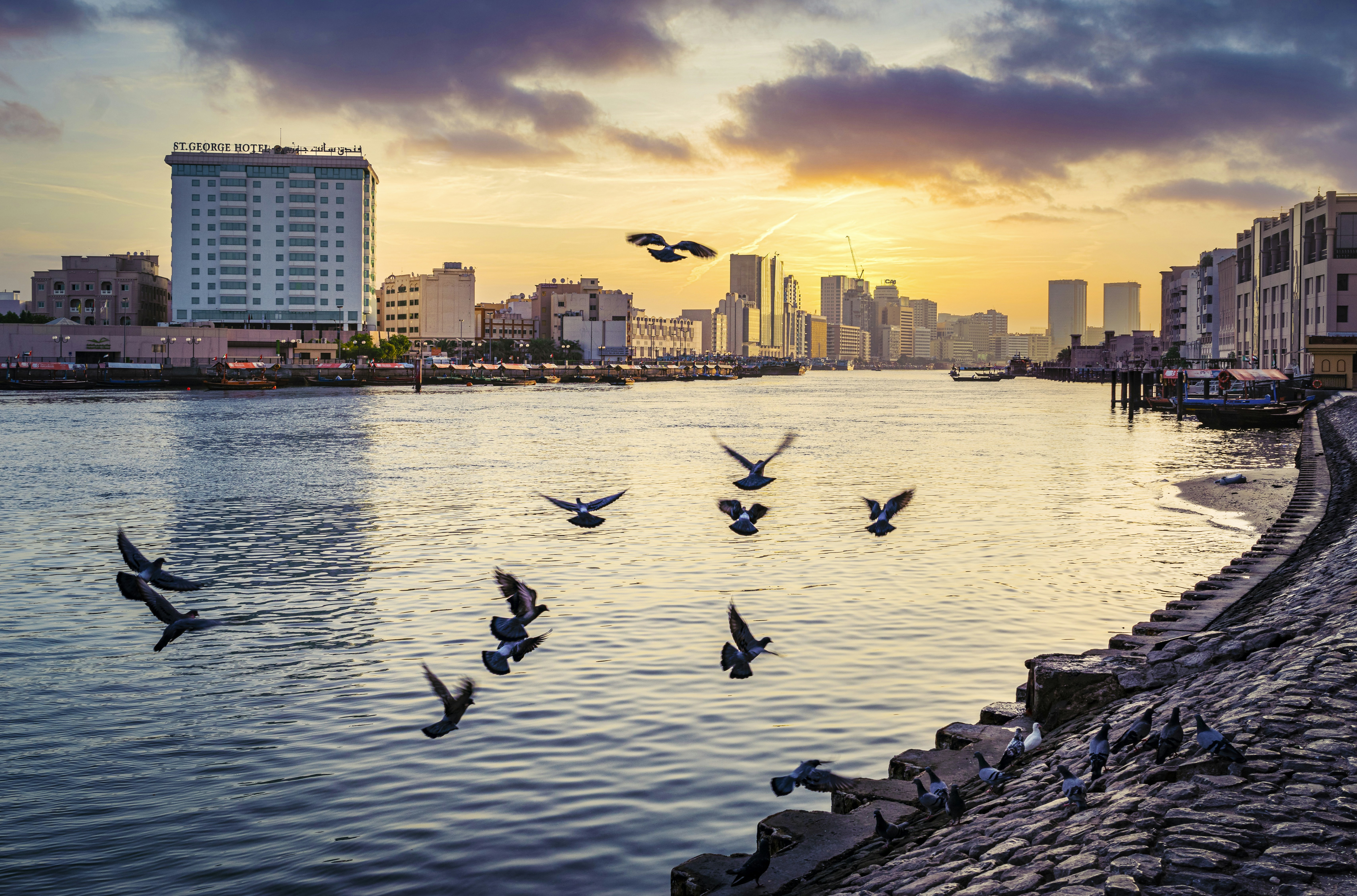 birds flying over the city during daytime