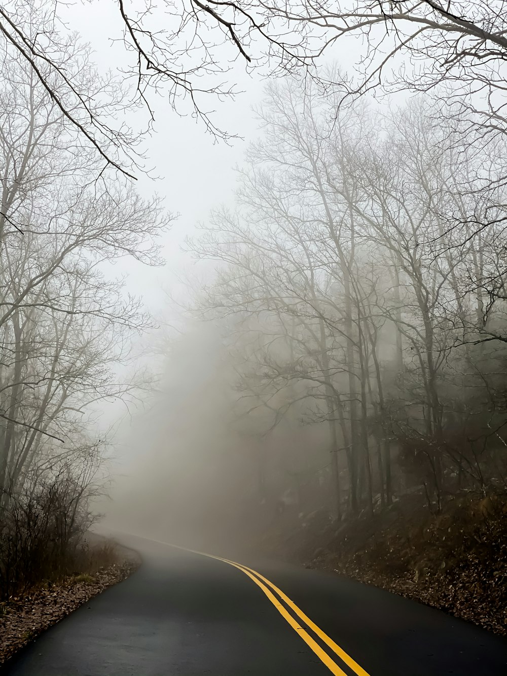 foggy forest during foggy weather