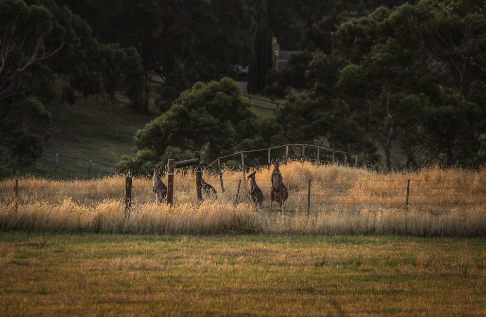 brown deer on green grass field during daytime