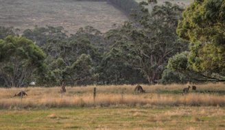 Kangaroos grazing near a sparse bushland with distant rugged hills in the background