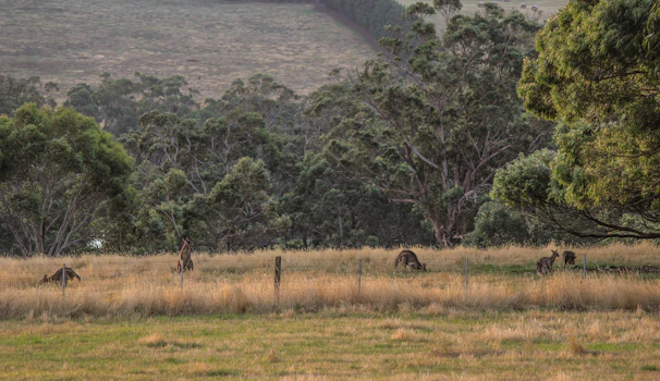 Kangaroos grazing near a sparse bushland with distant rugged hills in the background