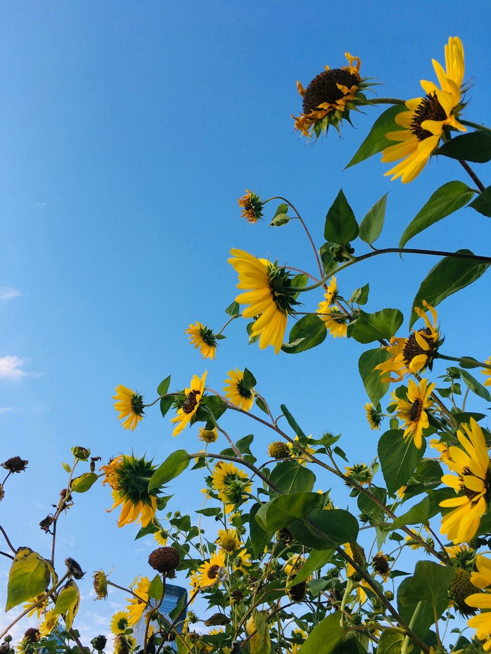 낮 동안 푸른 하늘 아래 노란 꽃