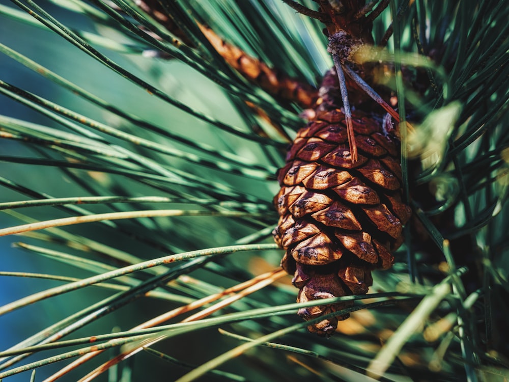 brown pine cone on green plant