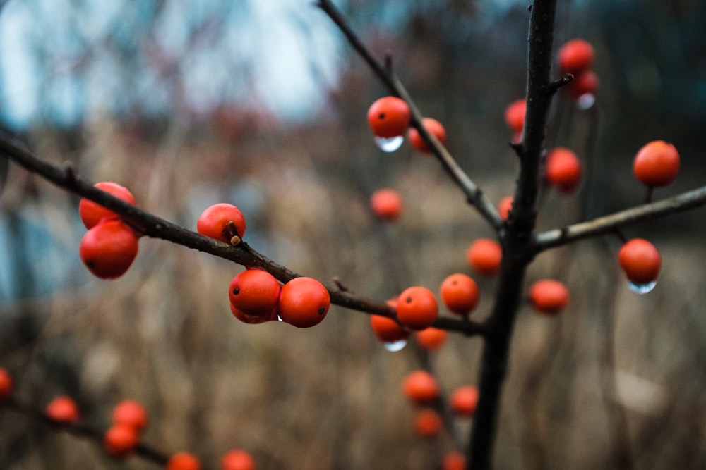 red round fruits in tilt shift lens