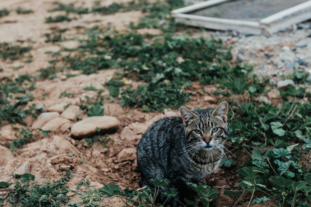 brown tabby cat on ground