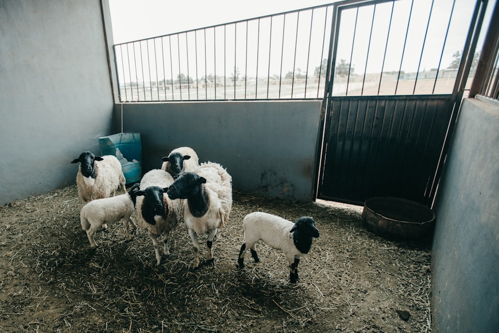 white and black sheep on cage