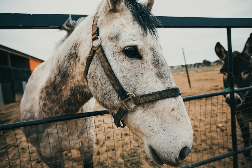 white and brown horse in cage