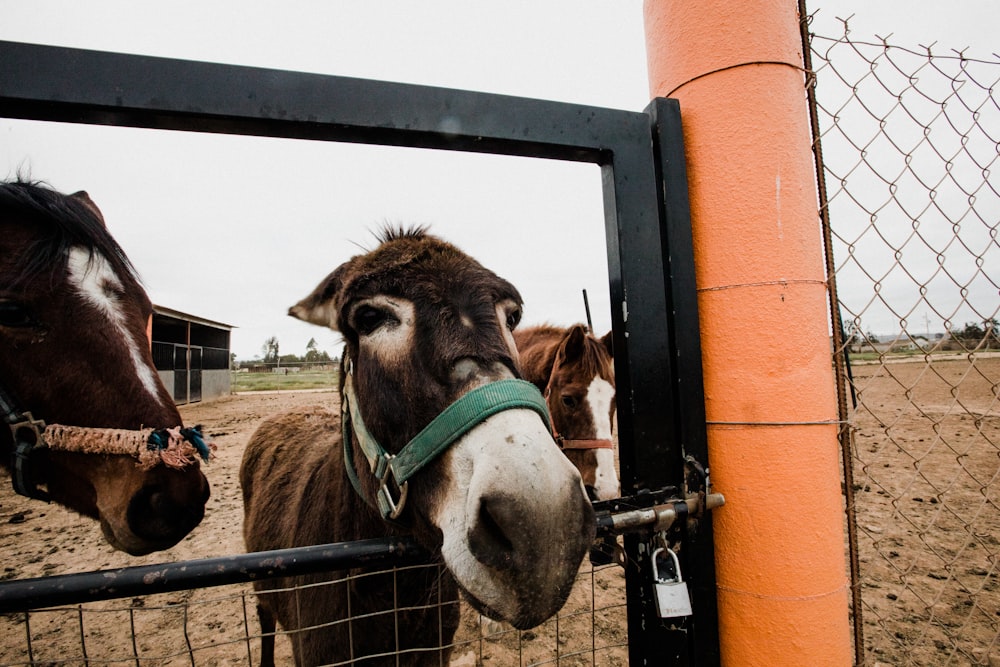 brown horse in cage during daytime