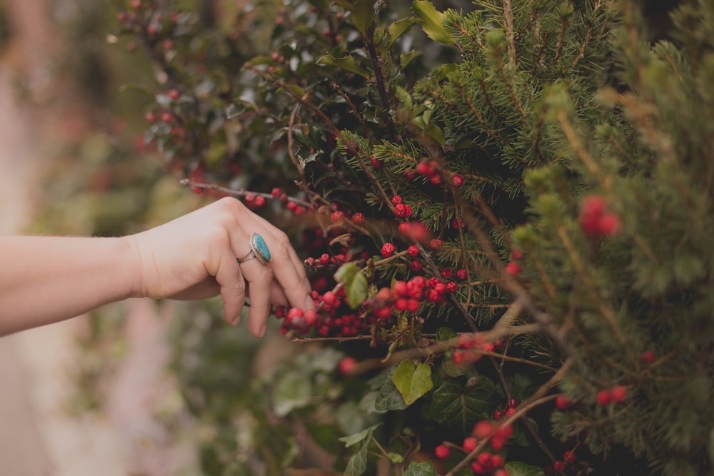 person holding red fruit during daytime