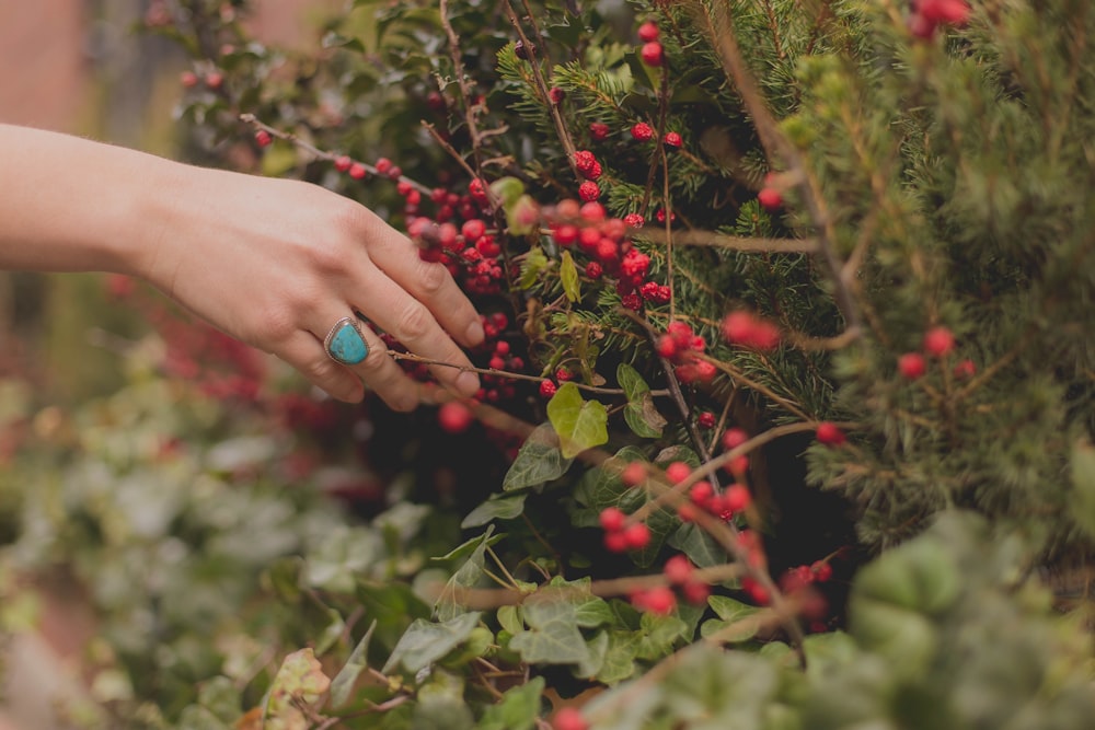 person holding red round fruit