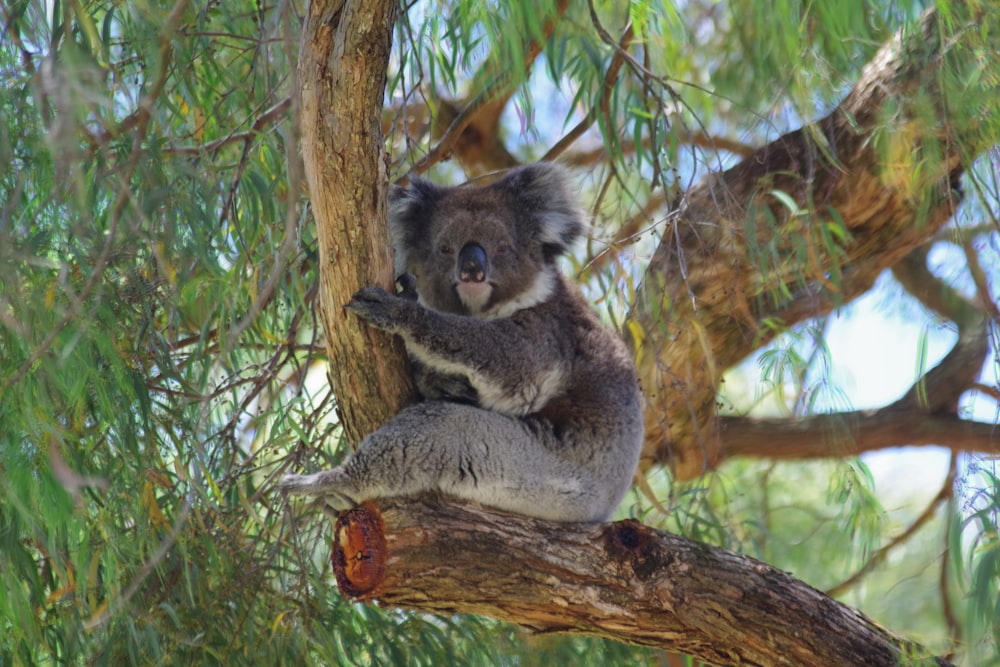 昼間、茶色の木の枝にとまるコアラ