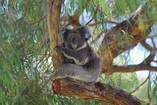 koala bear on brown tree branch during daytime in Adelaide Hills Australia