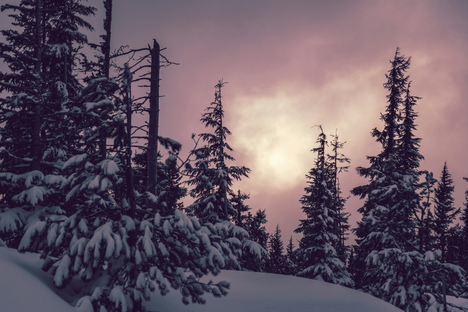 snow covered pine trees during daytime