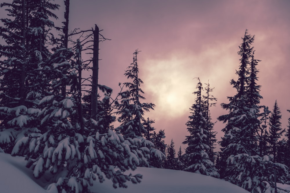 snow covered pine trees during daytime