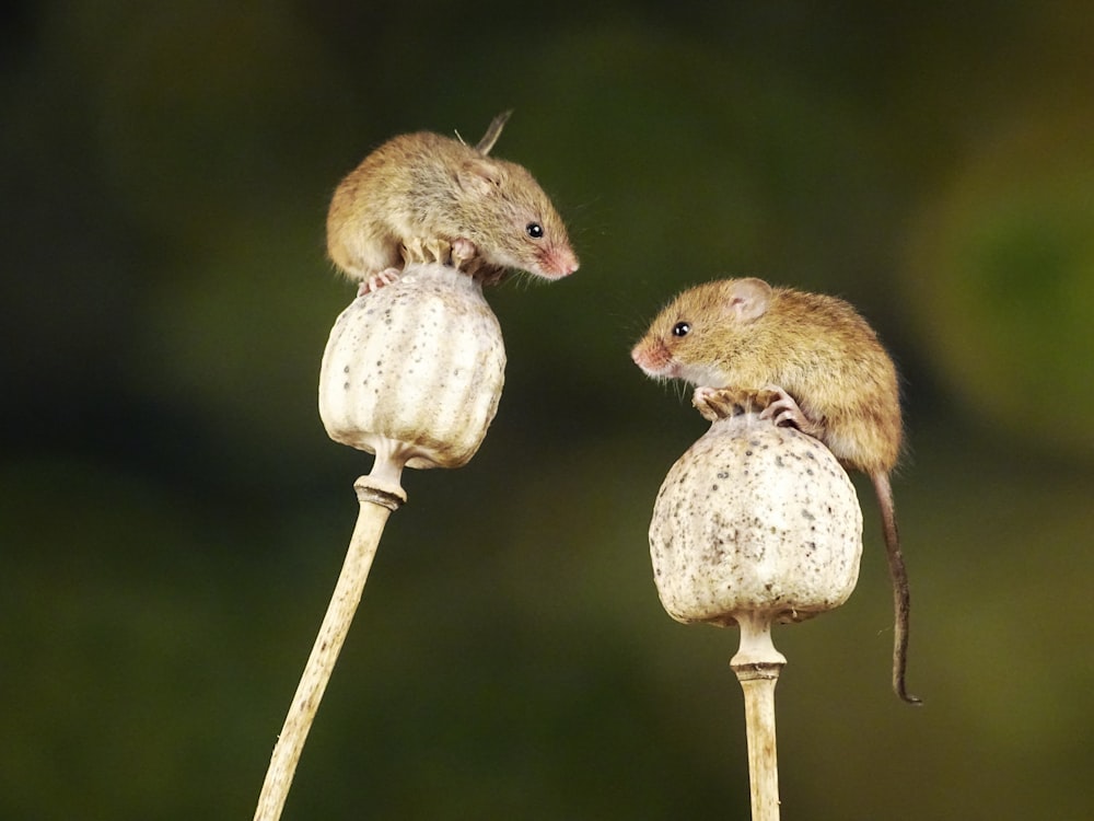 brown mouse on brown wooden stick