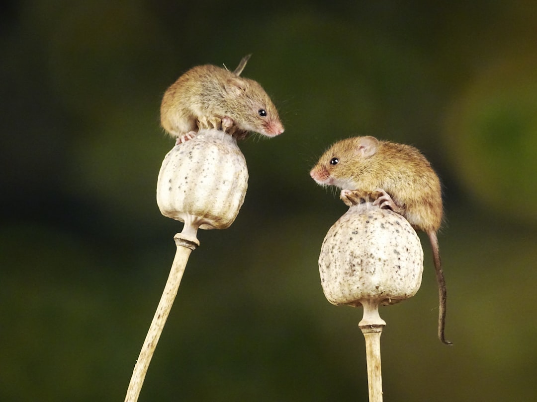 brown mouse on brown wooden stick, It’s all about balance. These two little female Harvest Mice looking as if they are h
