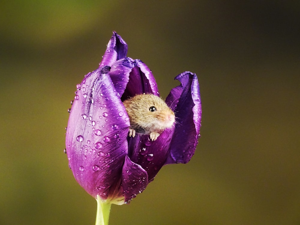 purple flower in macro shot