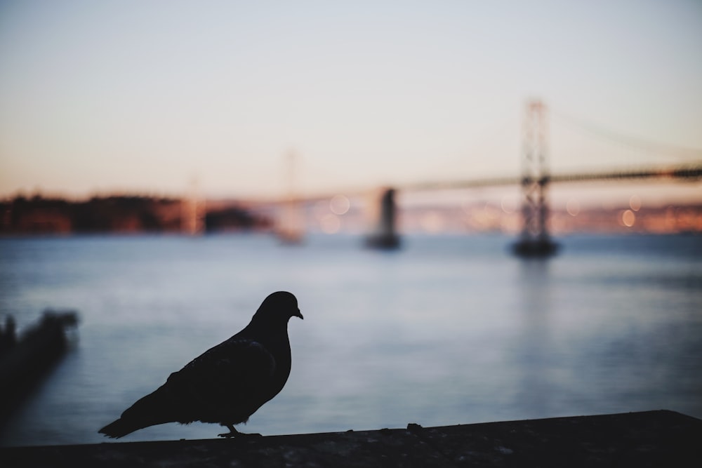 black bird on gray concrete surface near body of water during daytime