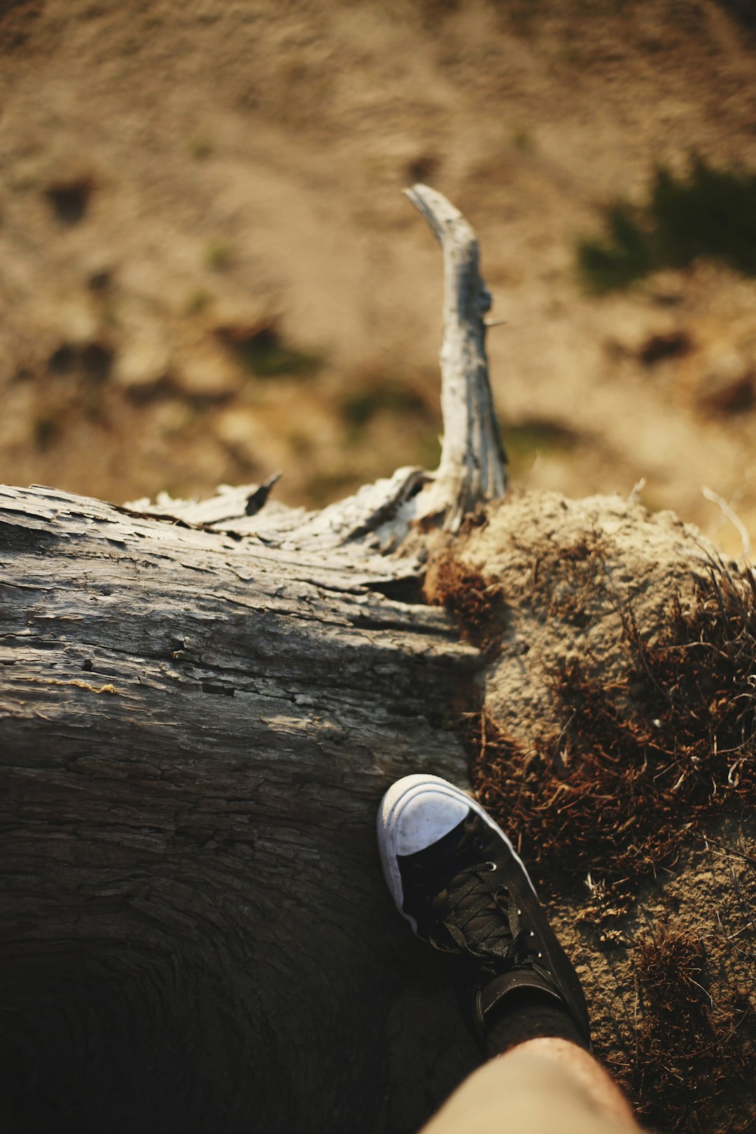 brown and white wooden log