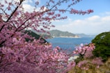 Mount Fuji framed by cherry blossoms in full bloom.