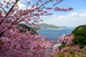 A panoramic shot of Mount Fuji framed by cherry blossoms in full bloom during spring.