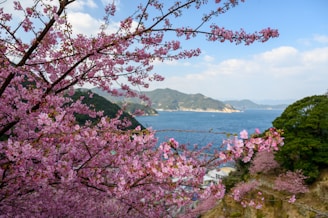 A panoramic shot of Mount Fuji framed by cherry blossoms in full bloom during spring.