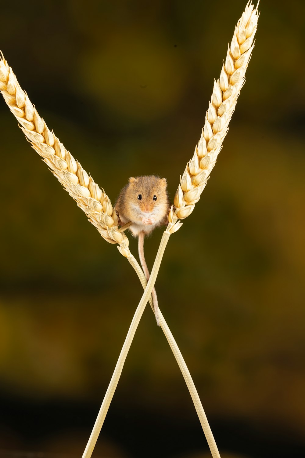 brown rodent on brown stem