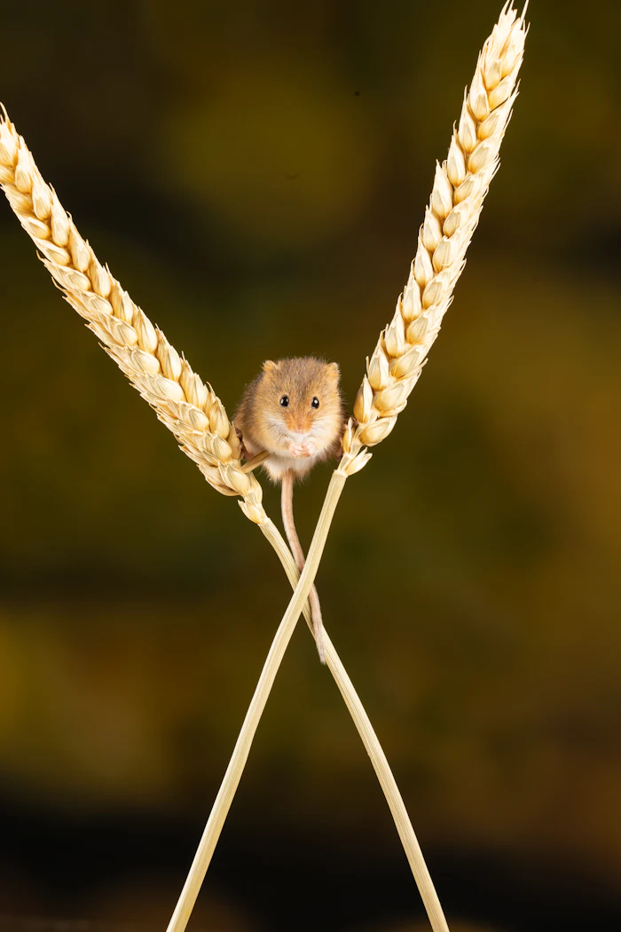 Close-up photo of a rodent, a common household pest in El Mirage, AZ