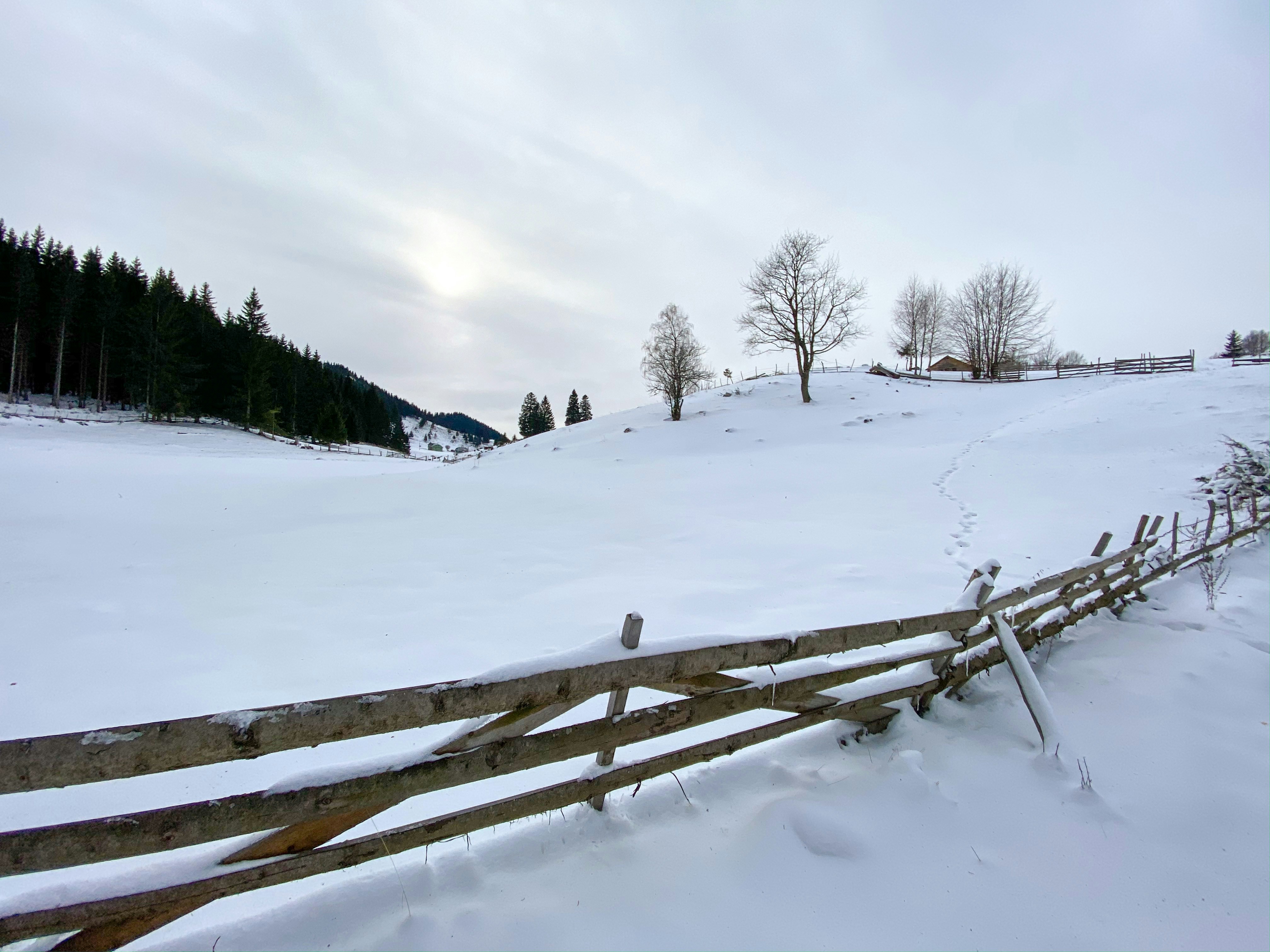 snow covered field with trees and mountains in distance, Winter scenery