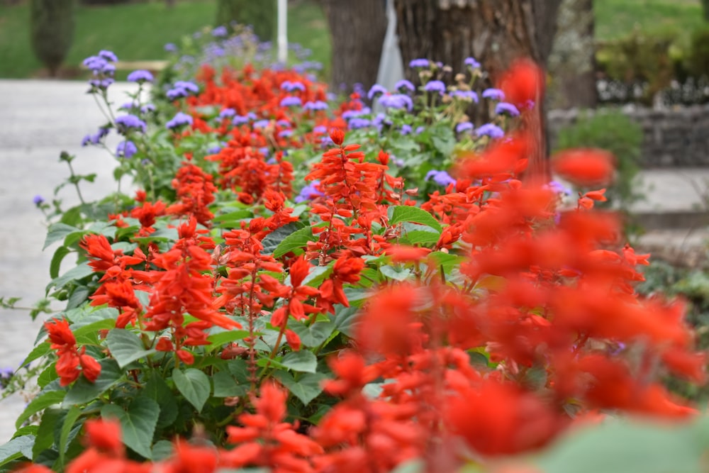 Ein Garten mit vielen roten und lila Blumen