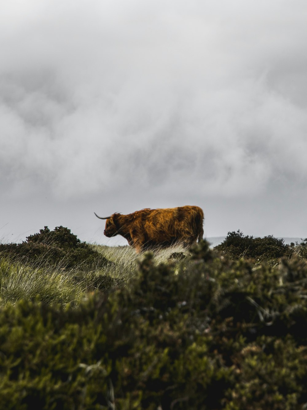 brown cow on green grass field under white clouds during daytime