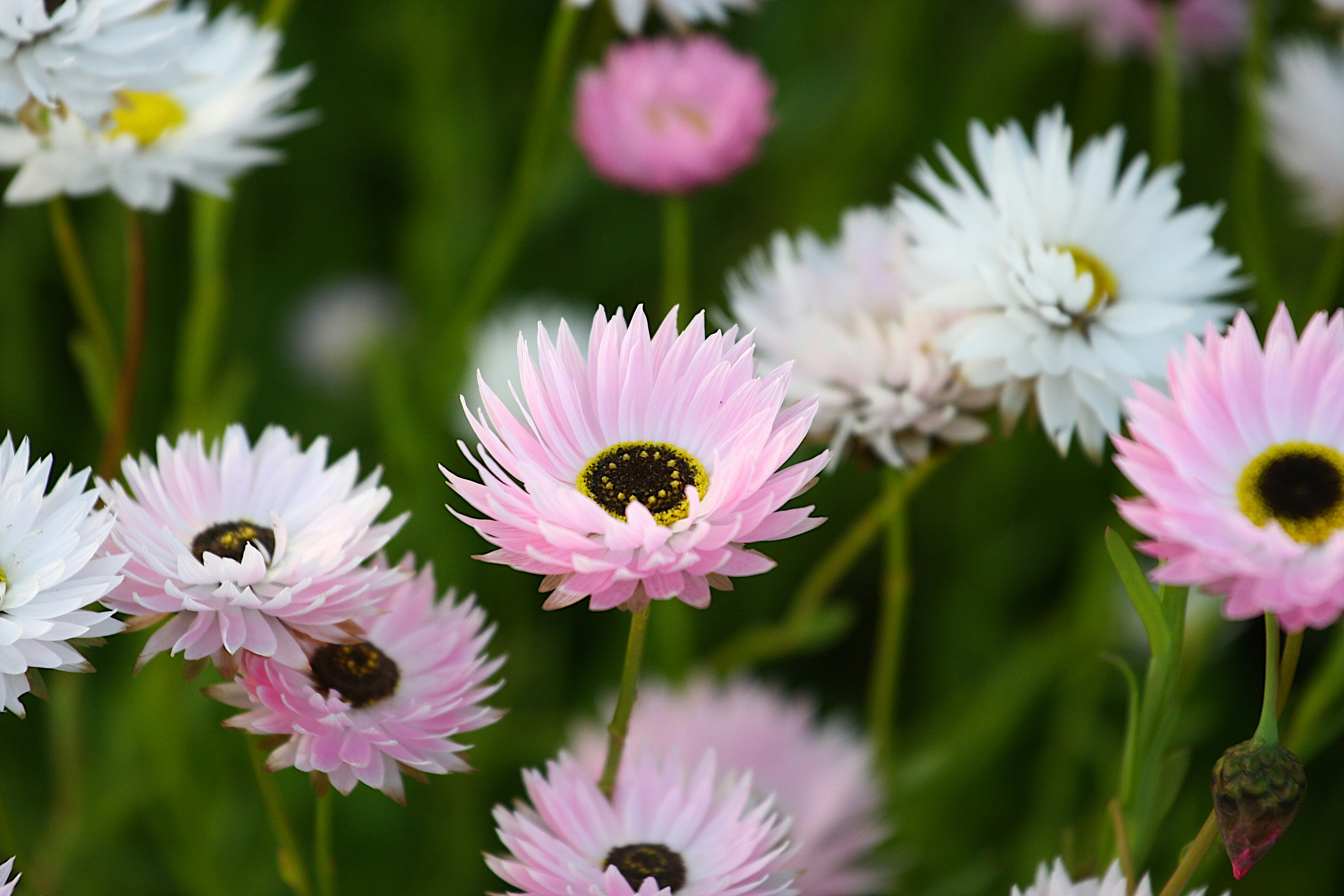 fiore bianco e viola nell'obiettivo decentrabile