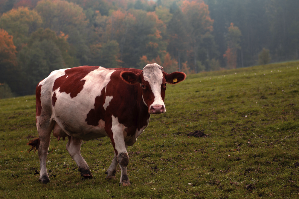 brown and white cow on green grass field during daytime