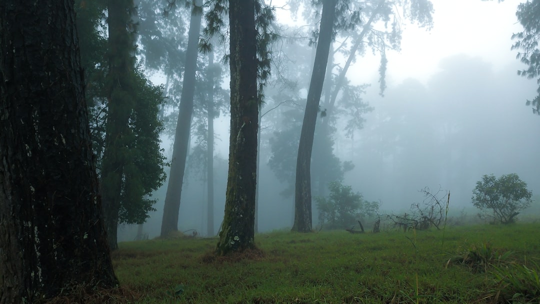 green grass field with fog