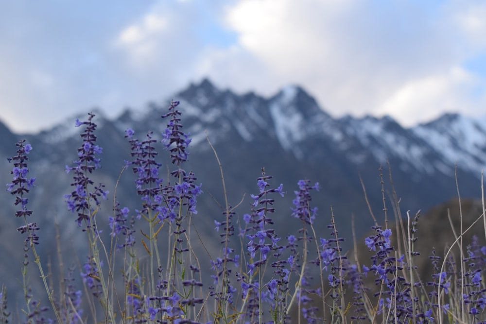 purple flowers near snow covered mountain during daytime